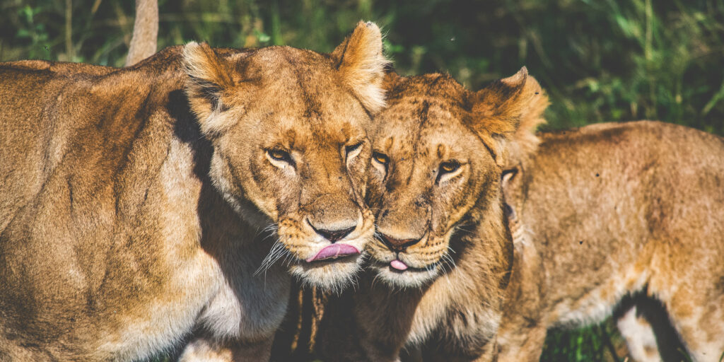 lionesses-tongues.jpg